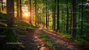 Sunlit Forest Trail Through Lush Greenery