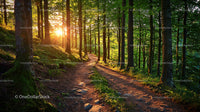Sunlit Forest Trail Through Lush Greenery