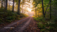 Misty Forest Path Illuminated by Morning Sunlight