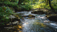 Serene Forest Stream Flowing Through Lush Greenery