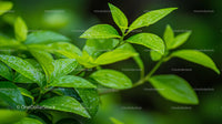 Vibrant Green Leaves with Raindrops in a Natural Setting