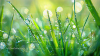 Dewy Grass with Sunlit Water Droplets in Vibrant Green