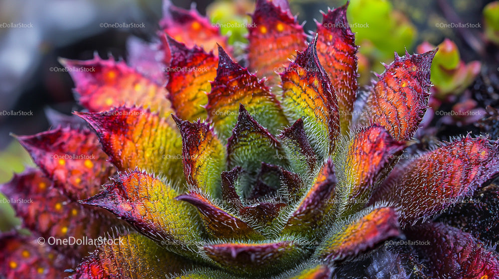 Żywa sukulenta Echeveria z kolorowymi liśćmi