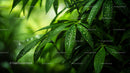 Fresh Green Leaves with Dew Droplets in Natural Light