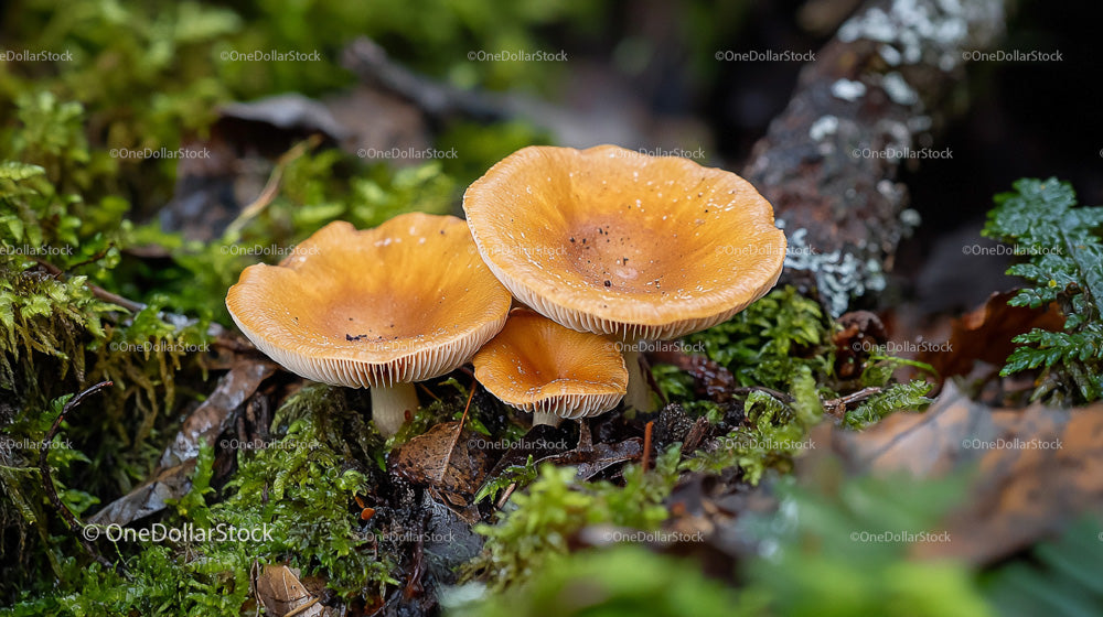Golden Mushrooms Growing on Lush Forest Floor
