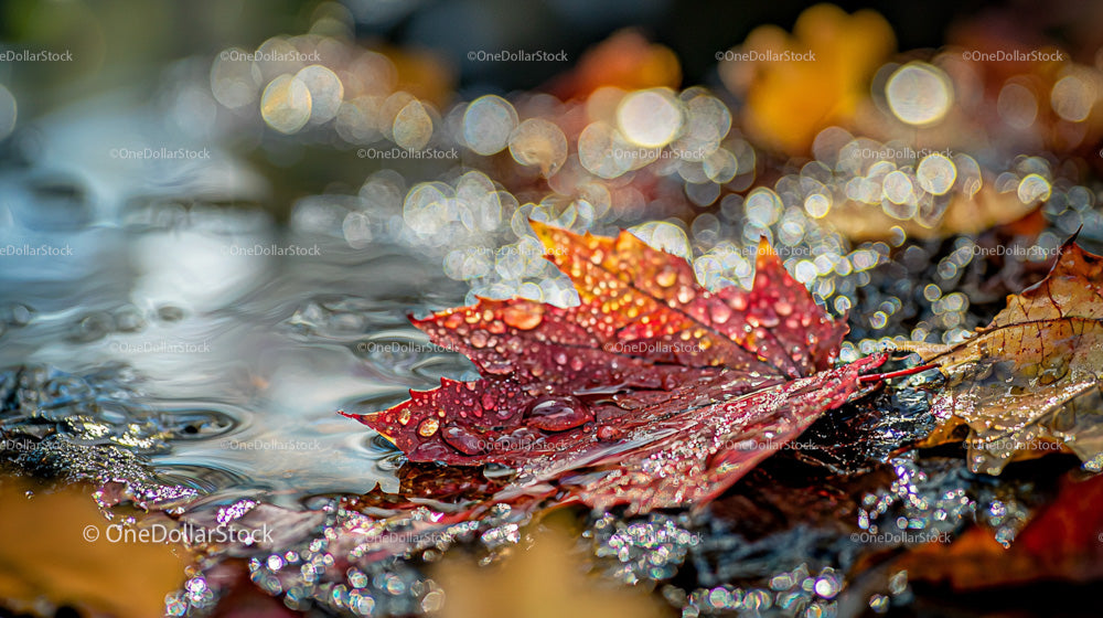 Vibrant Autumn Leaves with Dew and Bokeh Background