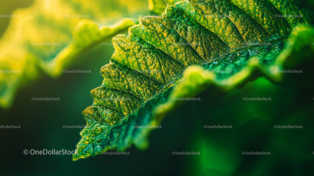Close-Up of Vibrant Green Fern Leaf with Detailed Textures