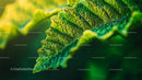 Close-Up of Vibrant Green Fern Leaf with Detailed Textures