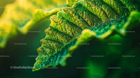 Close-Up of Vibrant Green Fern Leaf with Detailed Textures