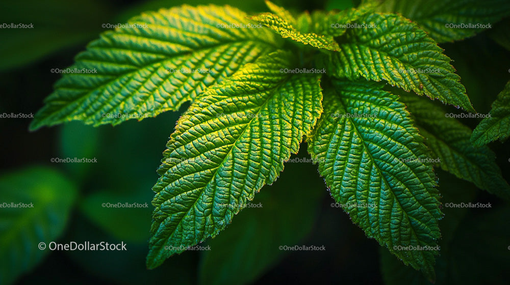 Close-up of Lush Green Leaf with Sunlit Highlights