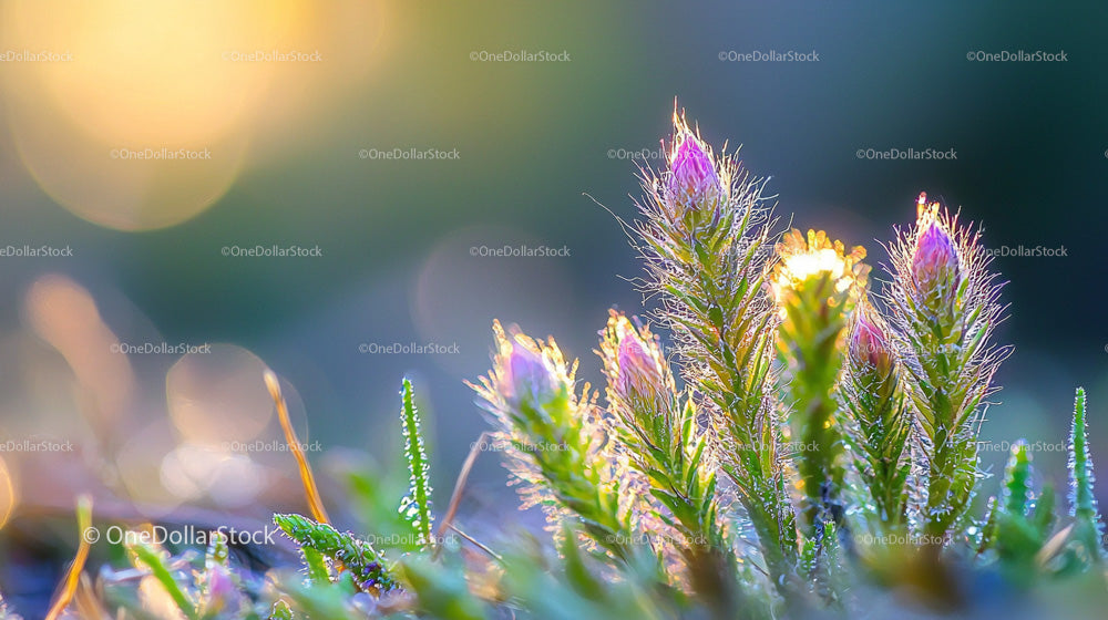 Sunlit Macro View of Wildflowers with Vibrant Colors