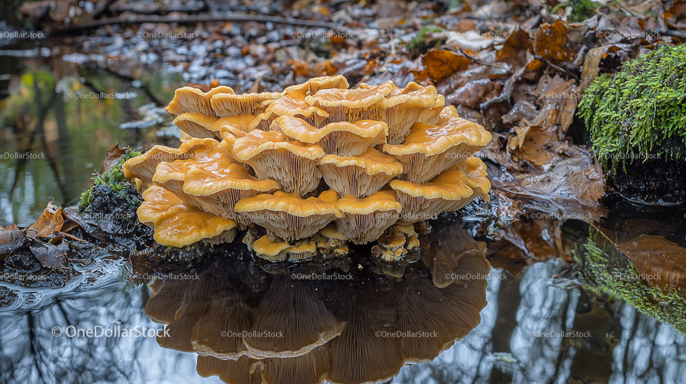 Cluster of Wild Mushrooms in Serene Forest Setting