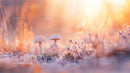 Enchanting Autumn Mushrooms in Soft Morning Light