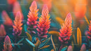 Vibrant Red Celosia Flowers in a Lush Garden Setting