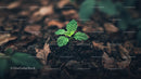 Young Green Plant Sprouting from Rich Soil in Nature
