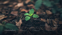 Young Green Plant Sprouting from Rich Soil in Nature