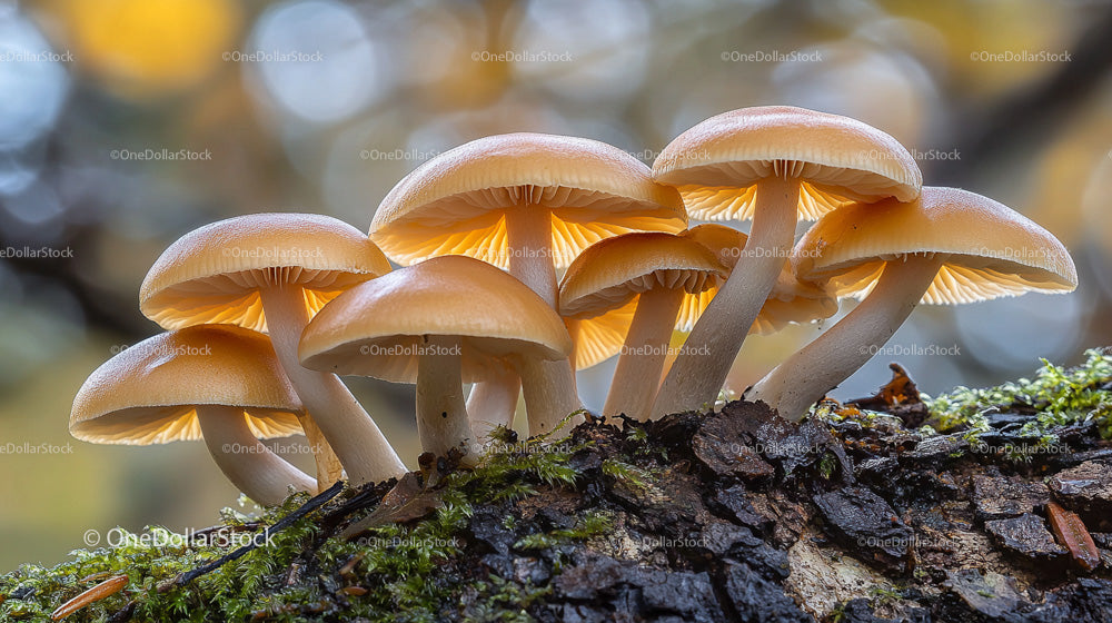 Golden Mushrooms on Forest Floor in Autumn Light