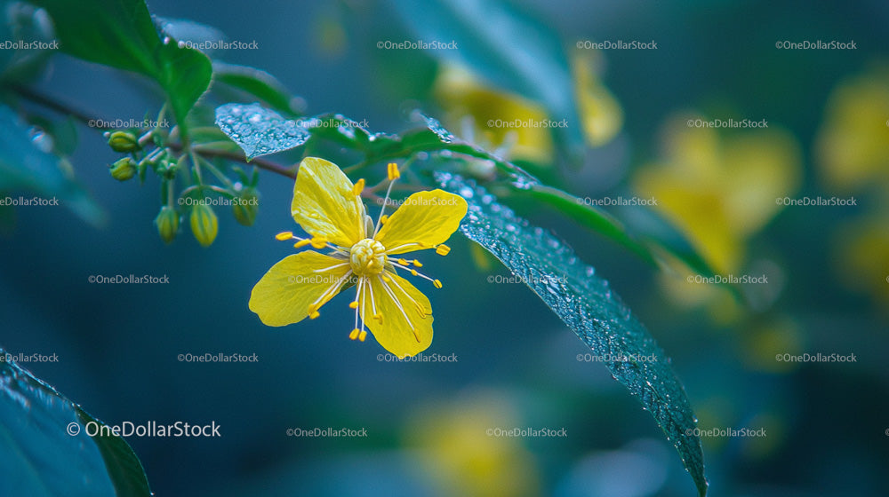 Yellow Flower with Dew on Leaves in a Serene Garden