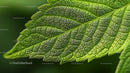 Close-Up of a Vibrant Green Leaf Exhibiting Detailed Veins