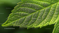 Close-Up of a Vibrant Green Leaf Exhibiting Detailed Veins