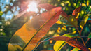 Sunlit Tropical Leaf with Vibrant Colors in a Lush Garden