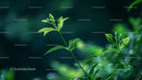 Lush Green Foliage with Fresh Leaves