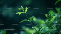 Lush Green Foliage with Fresh Leaves