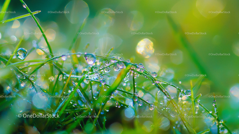 Close-Up of Dew on Vibrant Green Grass in Sunlight
