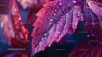 Close-Up of Red Leaves with Dew Drops in Vibrant Light
