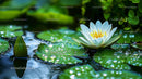 White Water Lily Among Dewy Green Leaves in Tranquil Pond