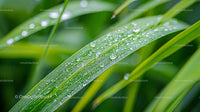 Dew Drops on Green Blade of Grass in Close-Up Shot