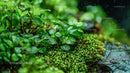 Fresh Green Leaves with Dew in a Lush Natural Setting