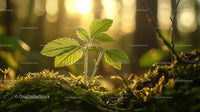 Young Green Plant Sprouting in Sunlit Forest