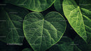 Heart Shaped Green Leaves with Intricate Veins