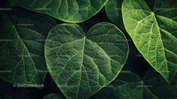 Heart Shaped Green Leaves with Intricate Veins