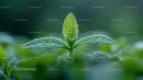 Fresh Green Leaf with Morning Dew in Soft Focus