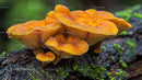 Close-up of Vibrant Orange Mushrooms in a Lush Forest