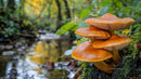 Mushrooms by the Forest Stream in Autumn