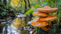 Mushrooms by the Forest Stream in Autumn