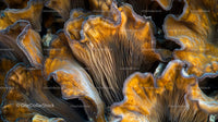 Intricate Textures of Forest Mushrooms in Vibrant Detail