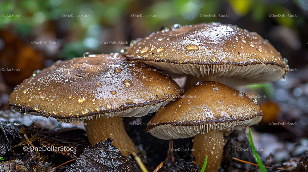 Wet Mushrooms on Forest Floor with Dew Drops