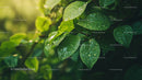 Dewy Green Leaves with Sunlight Glow
