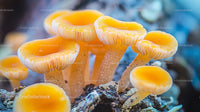 Close-Up of Vibrant Orange Mushrooms in a Natural Habitat