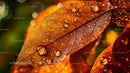 Close-Up of Autumn Leaf with Water Droplets in Fall Colors