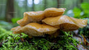 Close-Up of Wild Mushrooms on Forest Floor