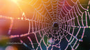 Dew-Covered Spiderweb Illuminated by Morning Sunlight