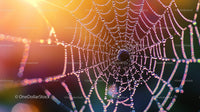 Dew-Covered Spiderweb Illuminated by Morning Sunlight