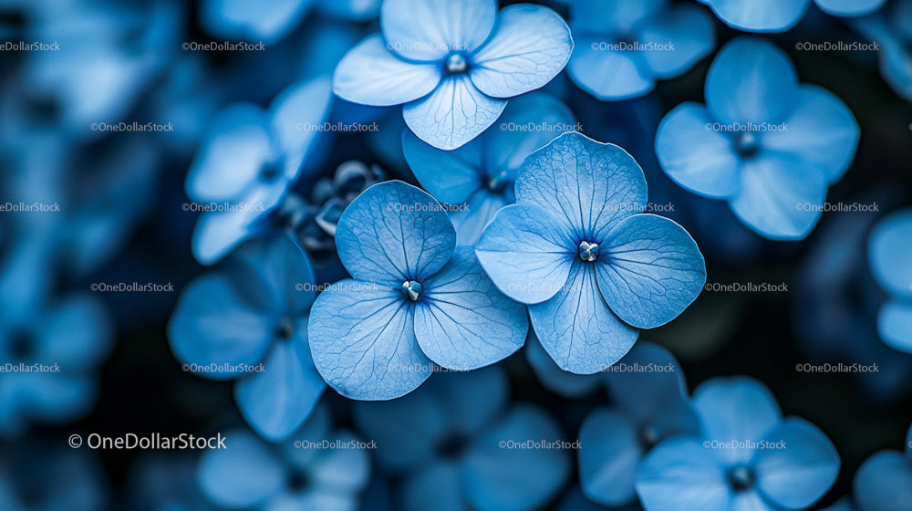 Close-Up of Blue Hydrangea Blossoms in Full Bloom