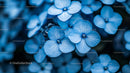 Close-Up of Blue Hydrangea Blossoms in Full Bloom