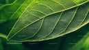 Intricate Veins of a Vibrant Green Leaf
